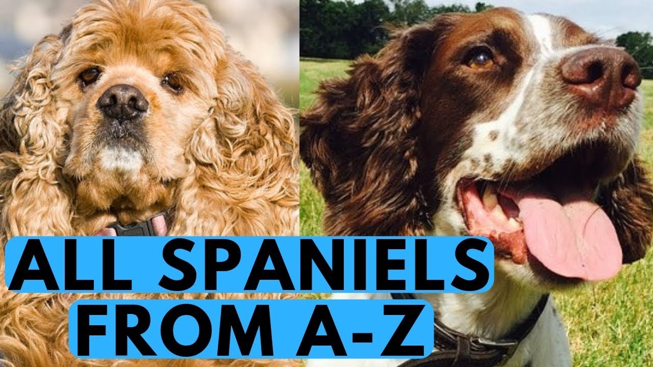 All Spaniel Dog Breeds List (from A to Z)