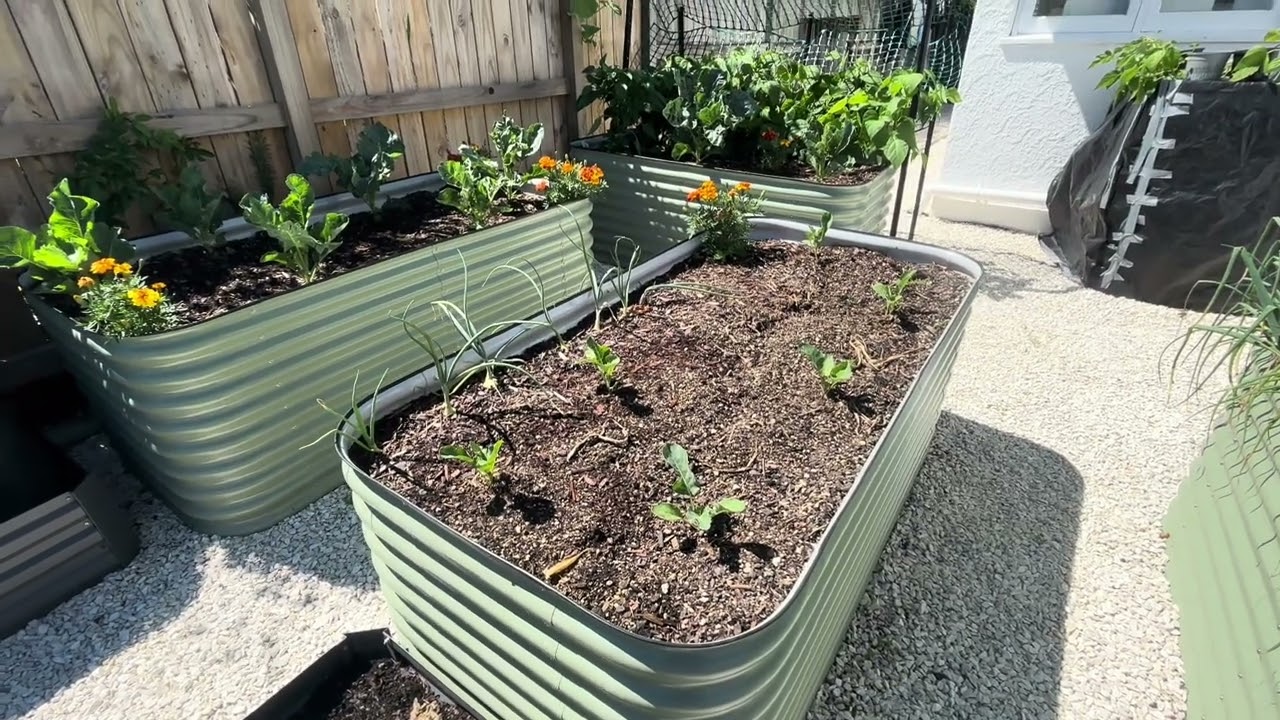 January Garden update 