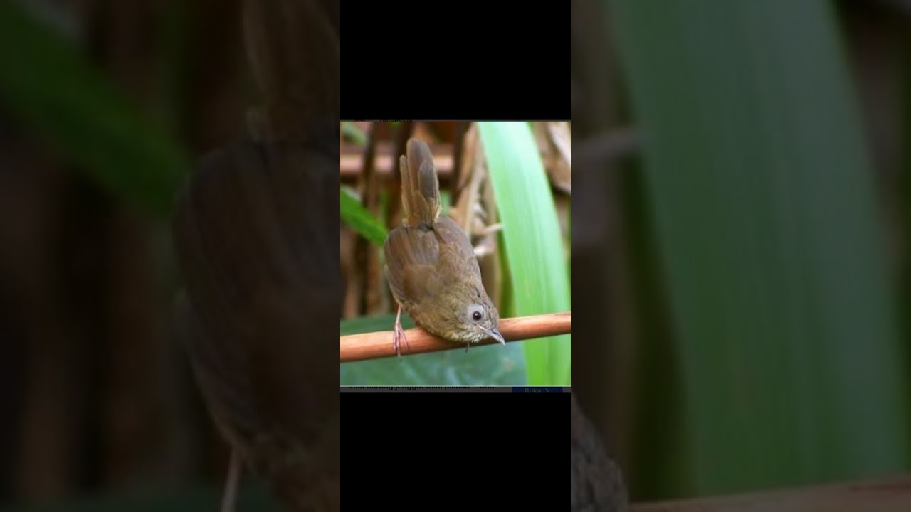 Masteran burung jenggot mini