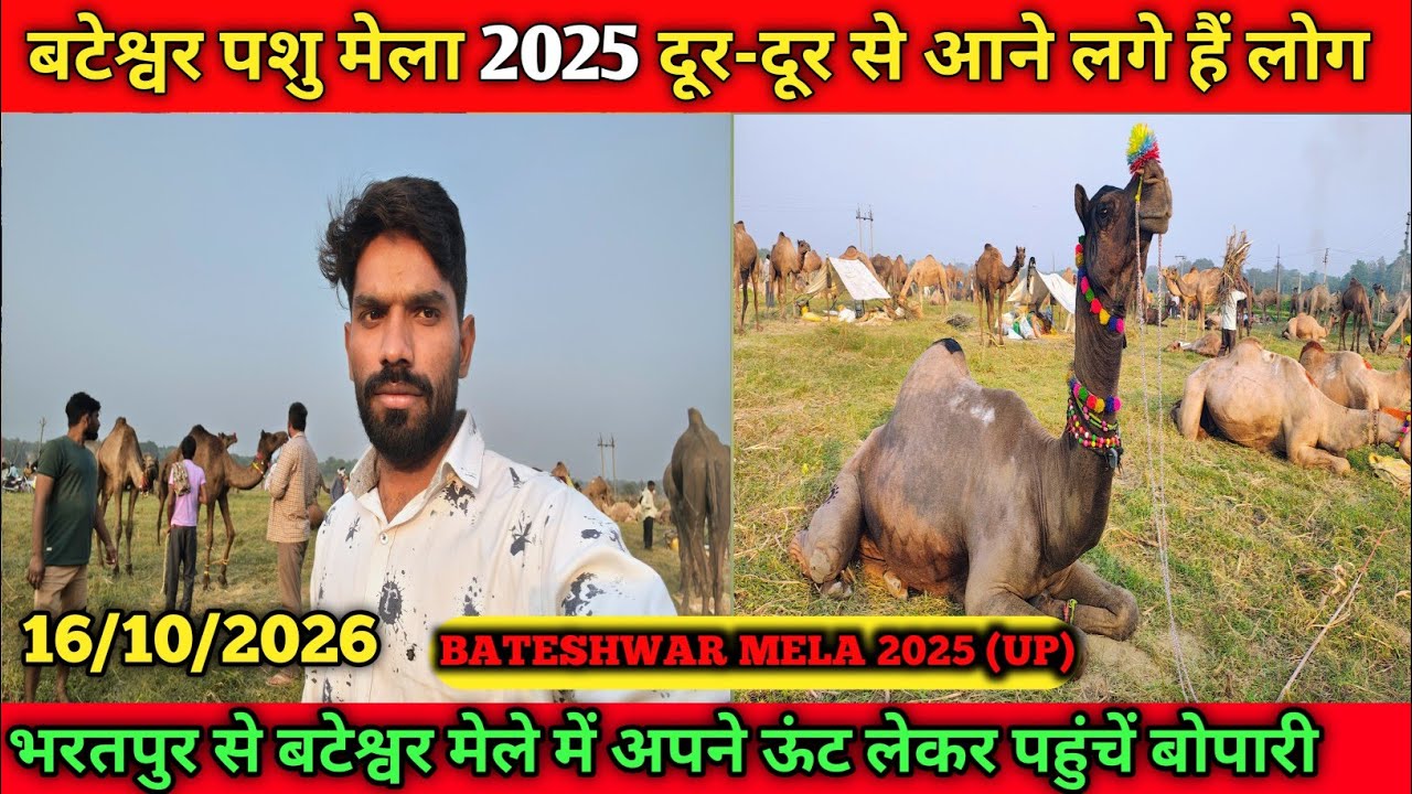 बटेश्वर ऊंट बाजार का महौल राजस्थान के भरतपुर से पहुंचे किसान ऊँट लेकर #Bateshwarmela2025