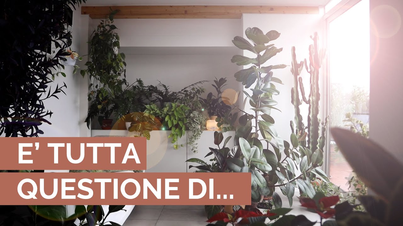 Ecco il SEGRETO per avere piante felici!