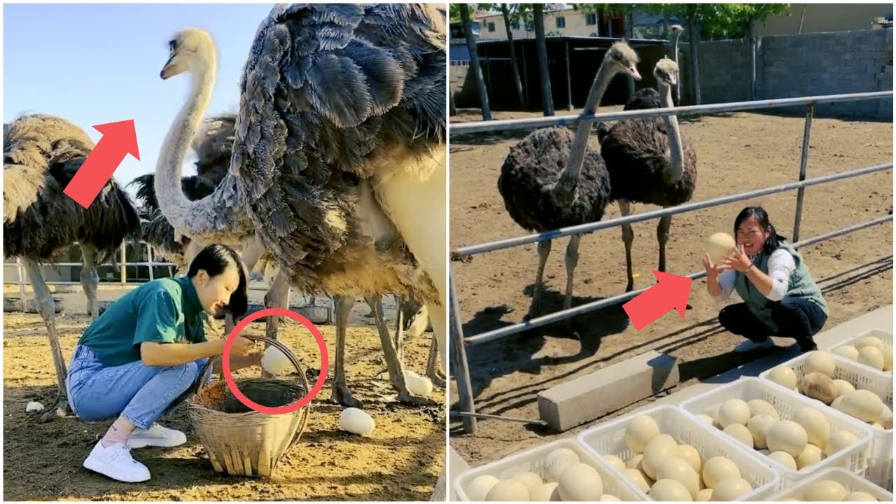 Playing and collecting ostrich eggs at a wonderful ostrich farm | Mr Lee