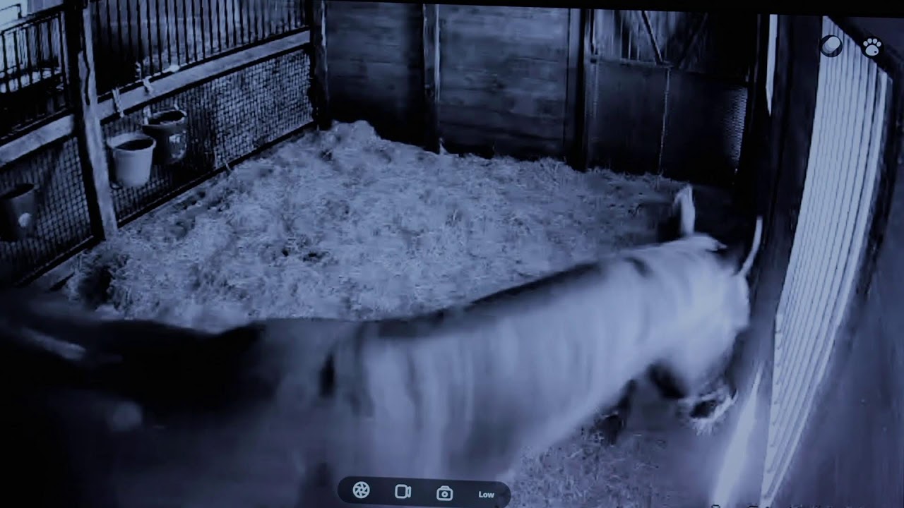 Foal Watch Live Cam 02.07.2026