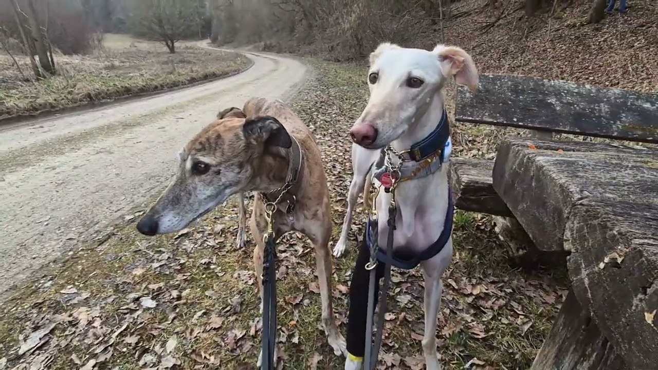 260228 gassi schambachtal video