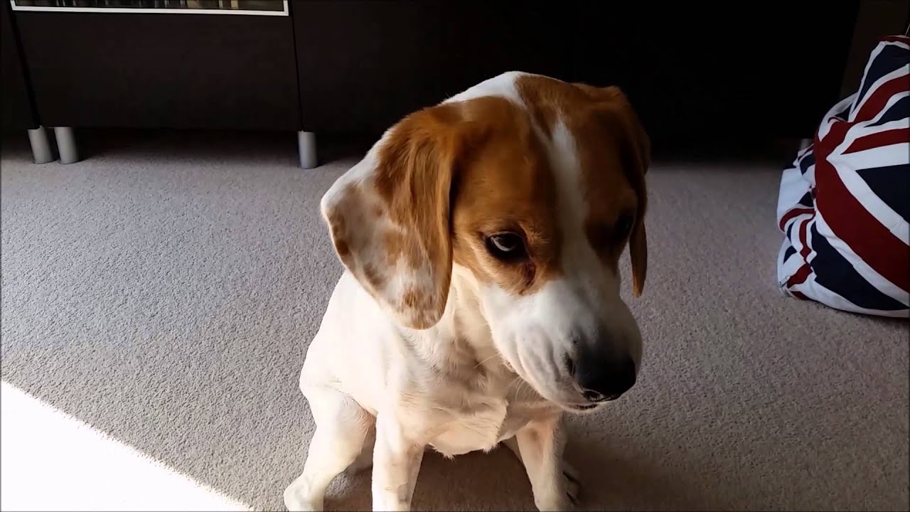 Honey Training