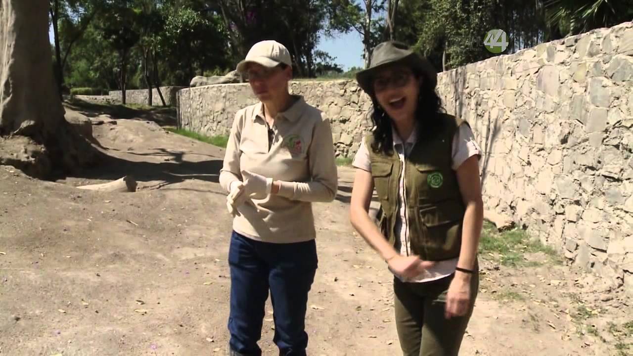Desde el Zoológico: Elefantes