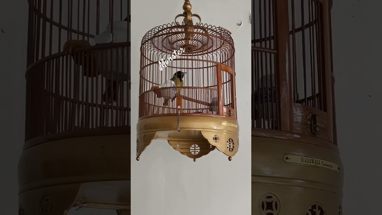 Bebaaaaas... Mau buat masteran, pancingan burung samyong bahan ataupun burung lain..