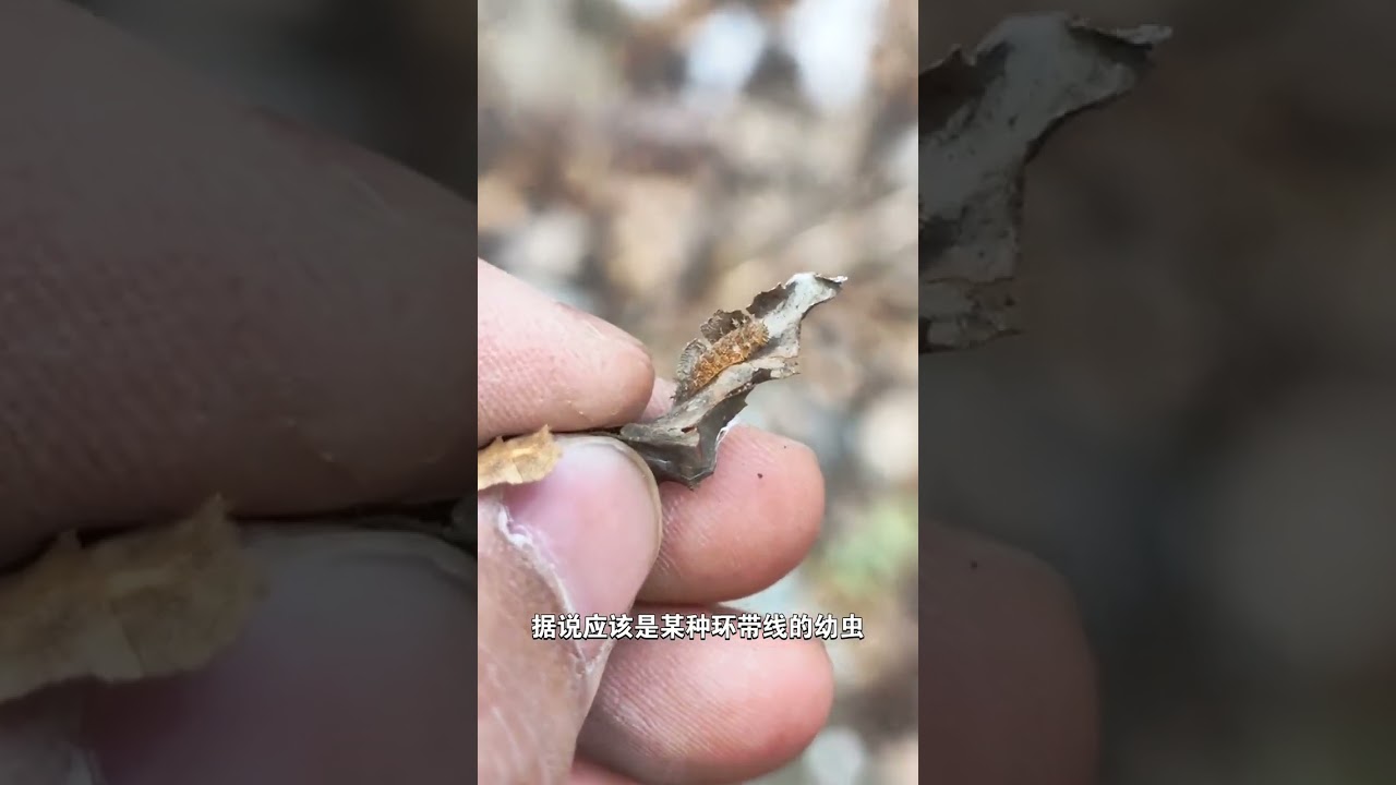 In winter when searching for butterfly larvae in the deep mountains red-legged knife shove