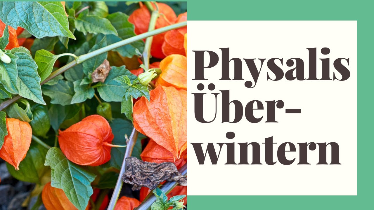 Physalis überwintern - So geht's richtig