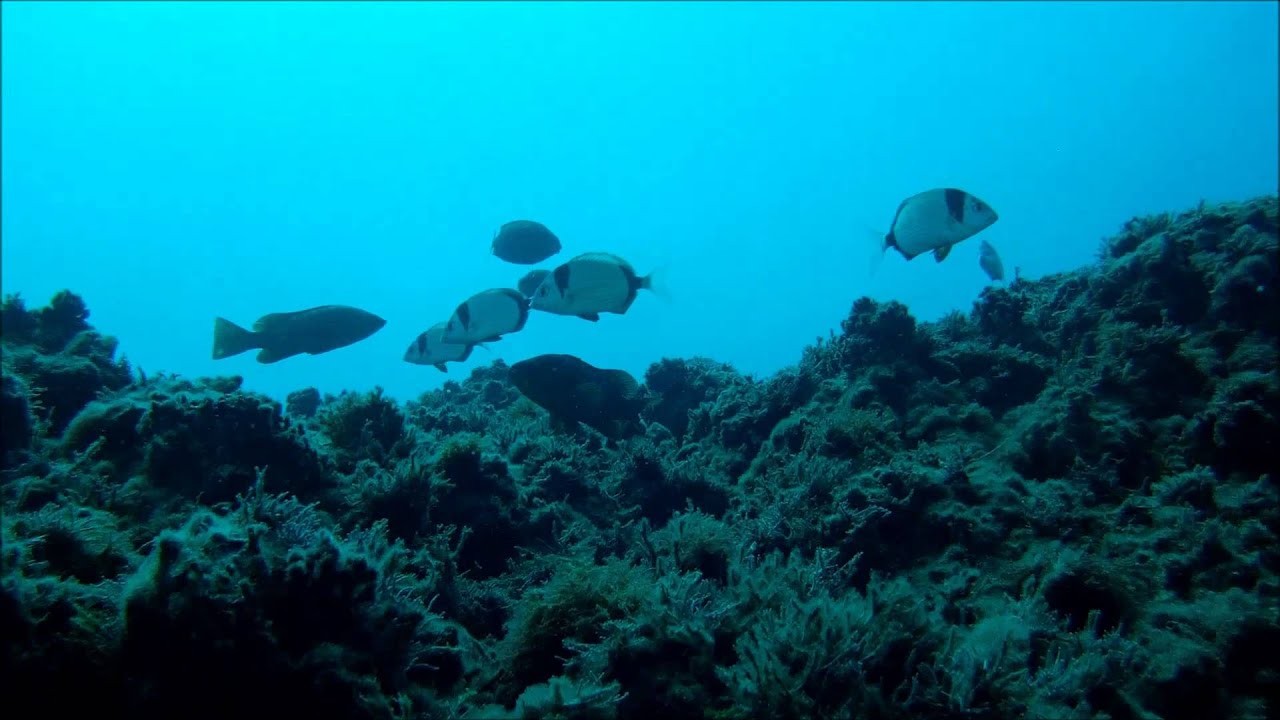 Freediving movie