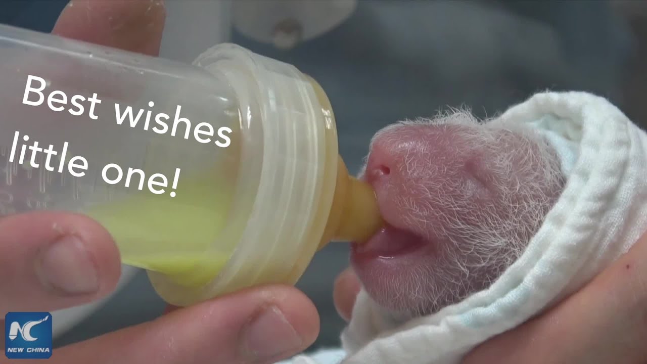 Giant panda cub born in Taipei