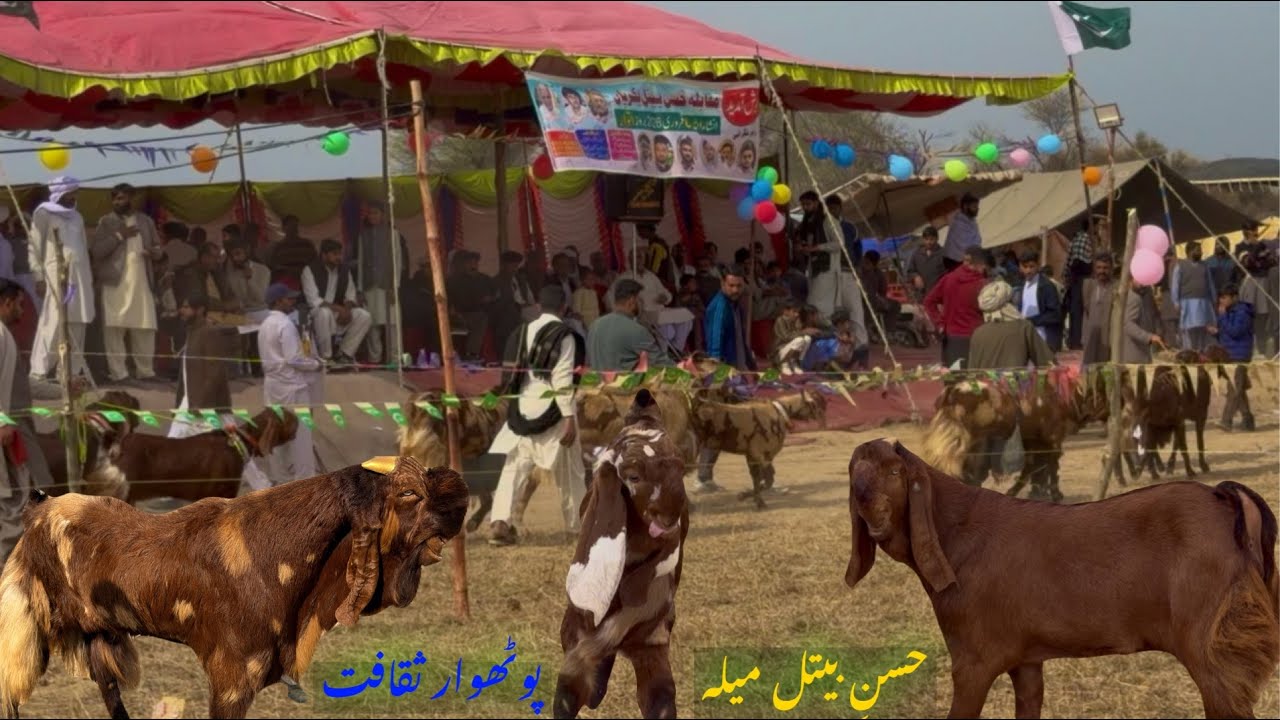 Hassan-e-Betal Bhulwal Goat Competition | A Festival of Potohar Culture | Des Pardes 
