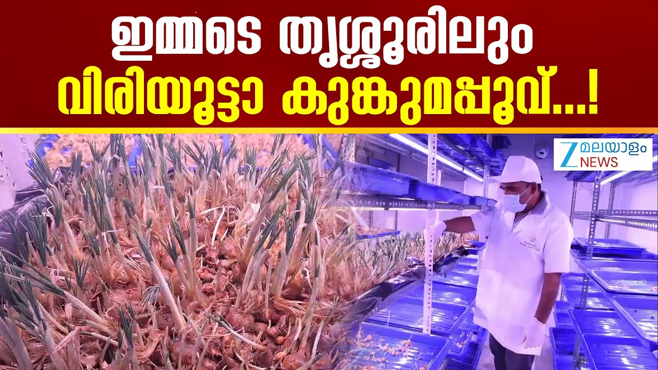 Thrissur Saffron Cultivation |  ത്യശൂരിൽ ഹൈടെക് രീതിയിൽ കുങ്കുമപ്പൂ കൃഷിയുമായി പുത്തൂർ സ്വദേശി