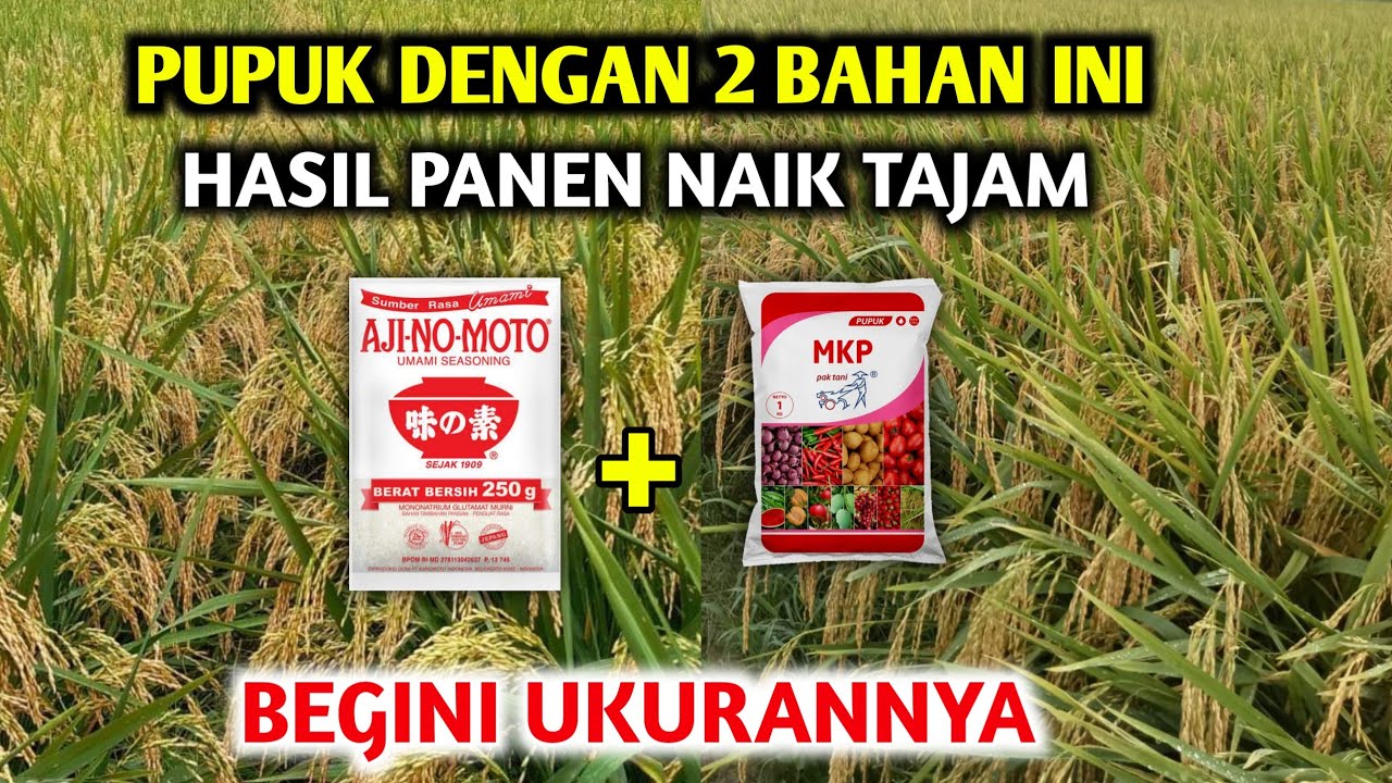 Bikin padi subur 10× lipat hanya menggunakan bahan ini cara membuat pupuk cair untuk tanaman padi