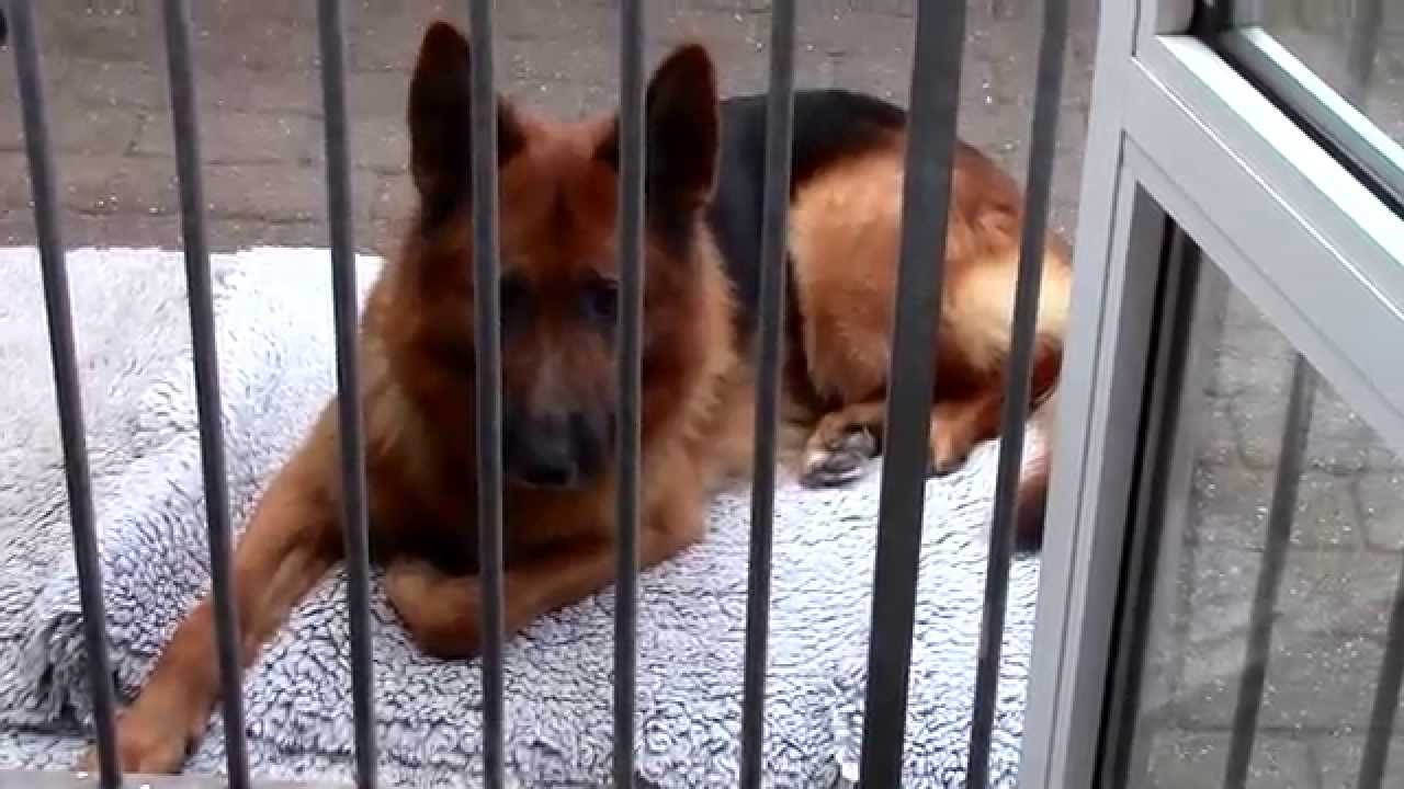 Div samt Wufferen