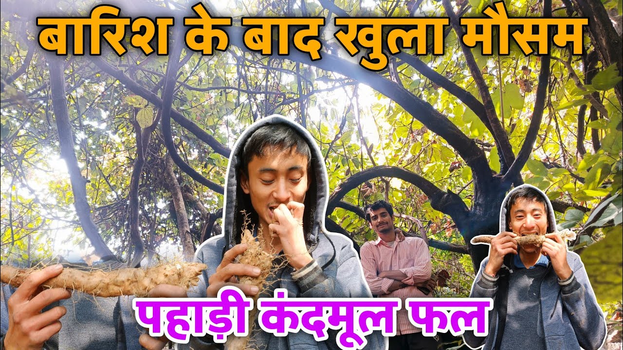 आज का दिन अच्छा रहा जंगल जाने के लिए||कंदमूल फल निकालने दोनों भाई गये जंगल🍠😱||Village Life #vlogging
