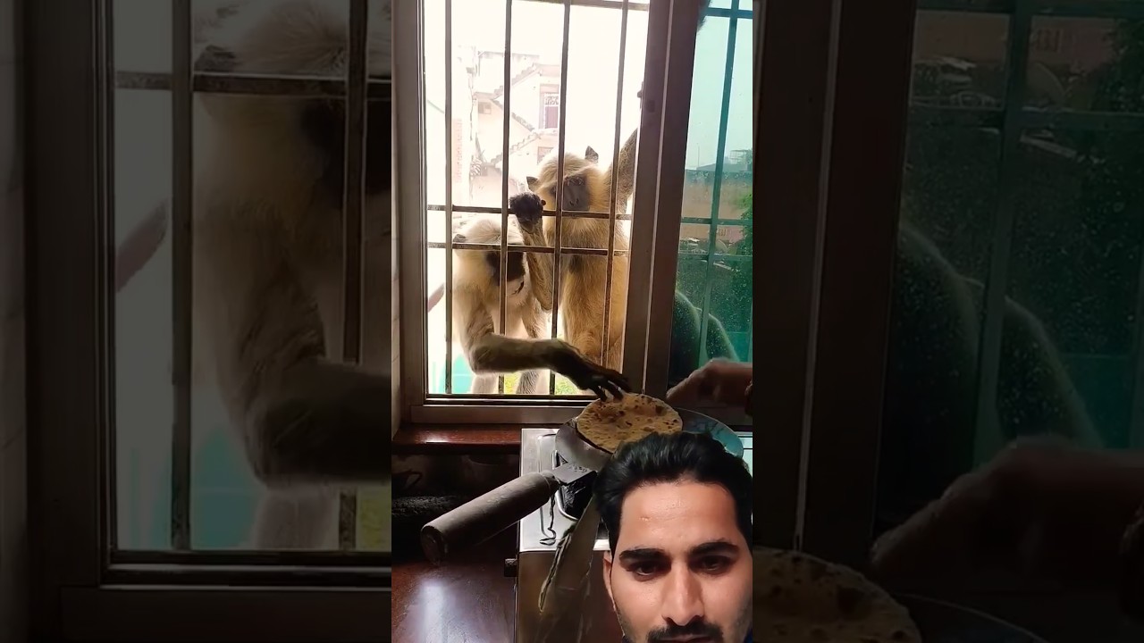 Monkey agree food.❤️👍 Monkey life. #monkey #shorts #youtubeshorts #viralvideo