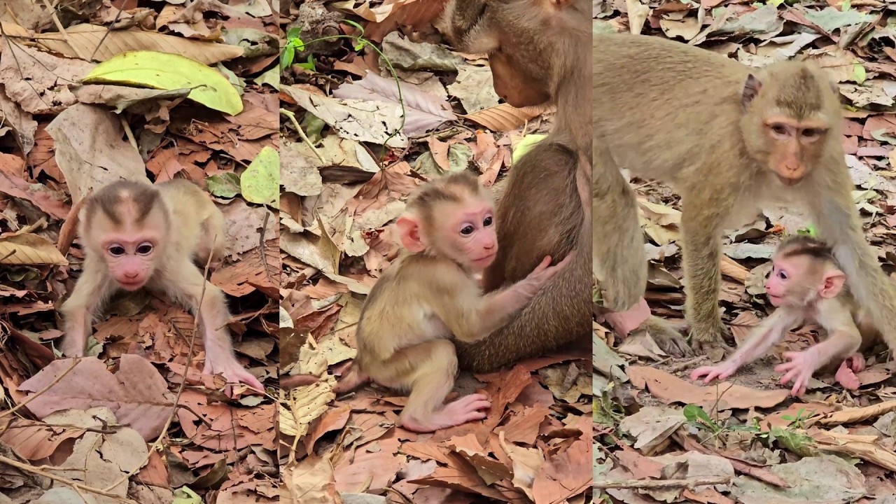 Rainbow trains Levy baby go walking very funny and smart.