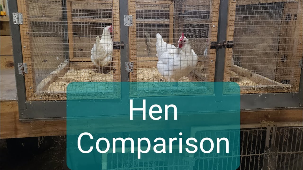 American Bresse - Breeding quality or not? Pullet and Hen comparison