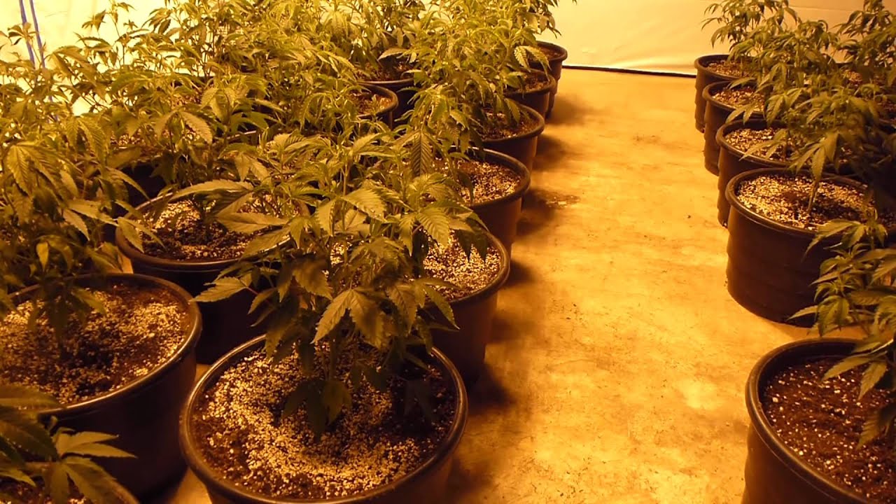 Medicropper On Transplanting: Technique And Theory