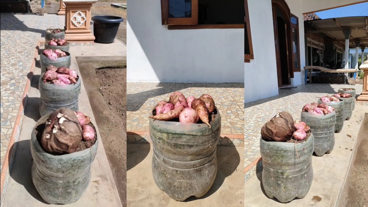 ide cemerlang menanam ubi jalar ungu menggunakan media galon air || how to grow purple sweet potato
