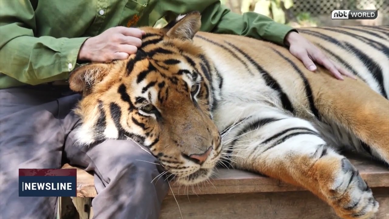 Officials Confirm Distemper Caused Tiger Deaths