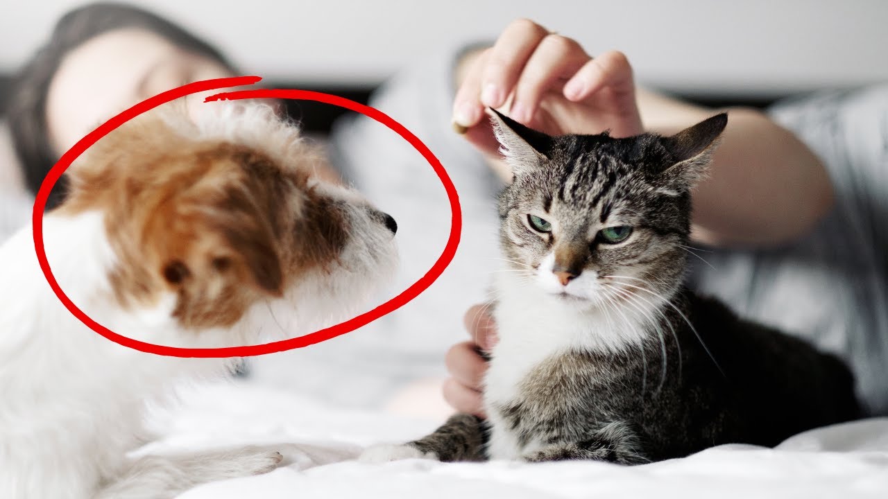 Are Cats REALLY Independent and Unloving?