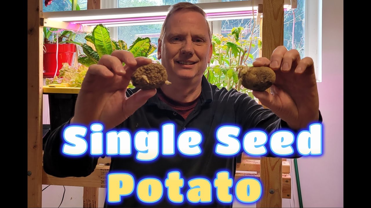 Single Seed Potato Challenge - Grow Alone with the UK SSPC