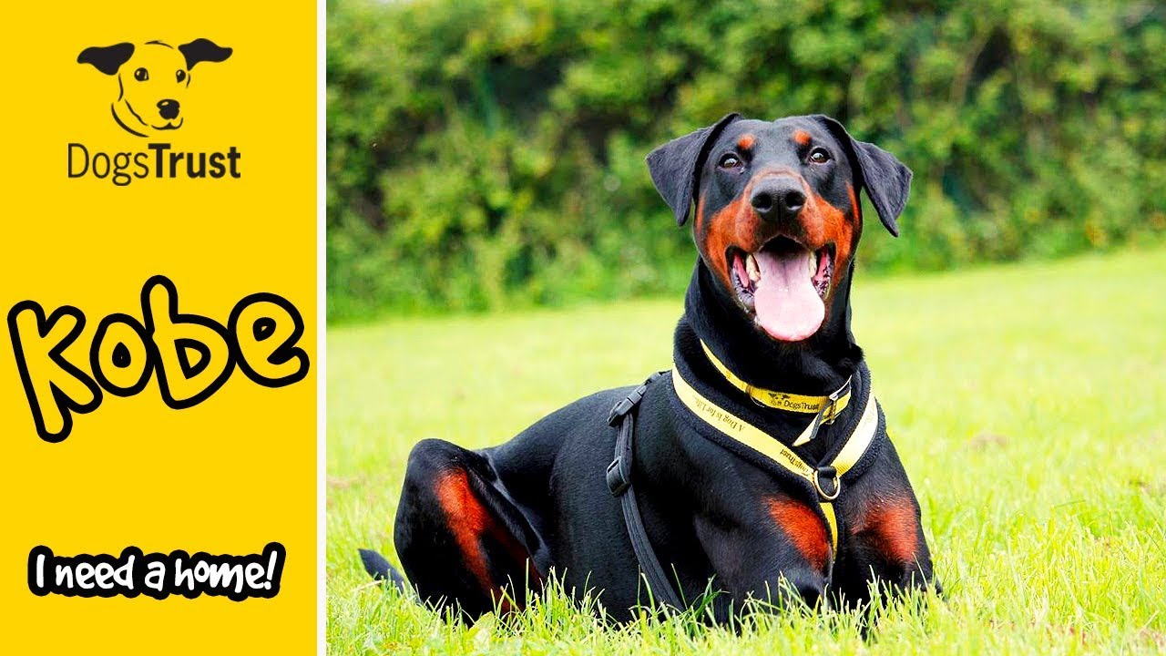 Kobe is a Very Handsome Doberman Searching For a Forever Home! | Dogs Trust Bridgend