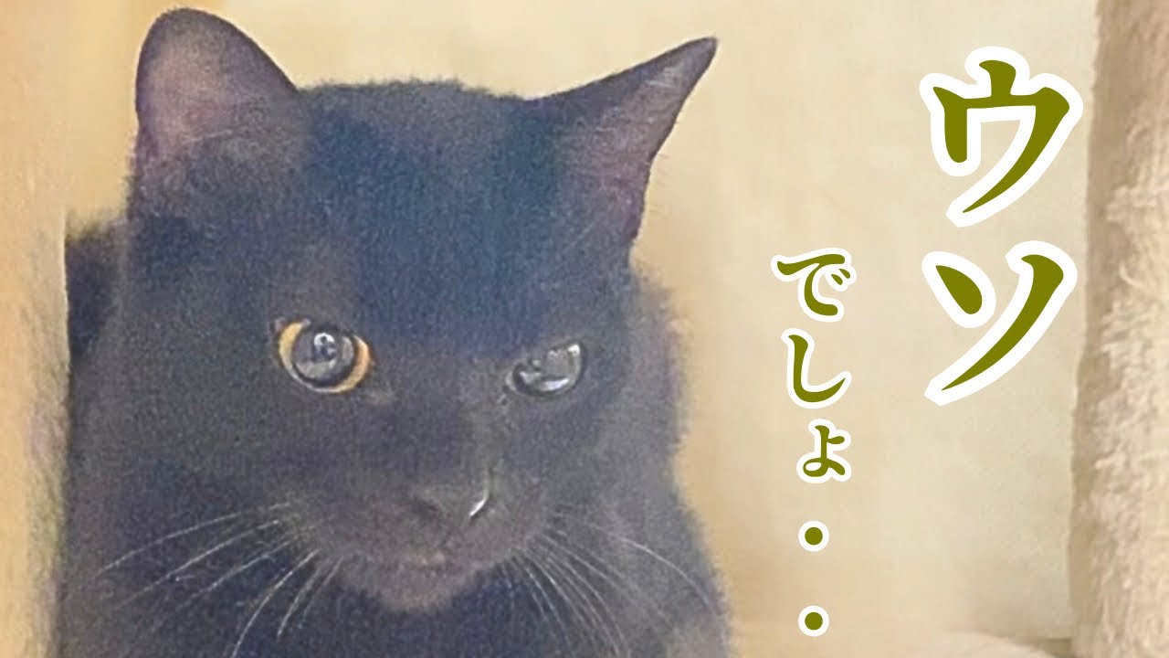 想像と違った・・多頭飼育崩壊から来た黒猫、初日の姿に人間が言葉を失う。