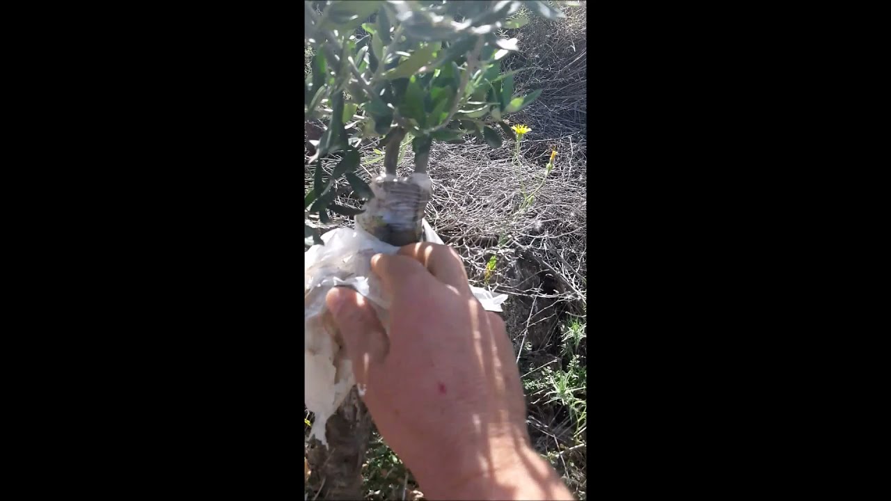 ΚΕΝΤΡΩΜΑΤΑ ΣΕ ΜΙΚΡΕΣ ΑΓΡΙΕΣ ΕΛΙΕΣ  ΦΟΙΝΙΚΙ ΛΑΚΩΝΙΑΣ