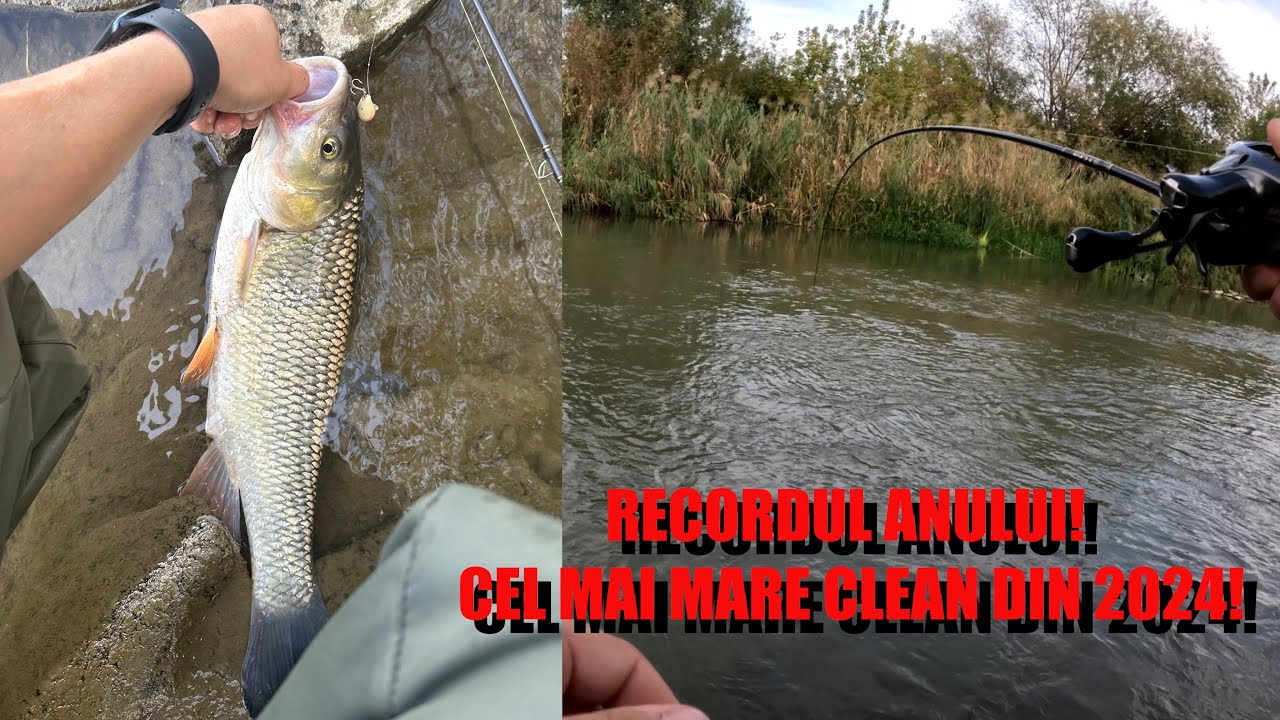 RECORDUL ANULUI ! Am prins cel mai mare CLEAN din 2024 pe Tarnava !