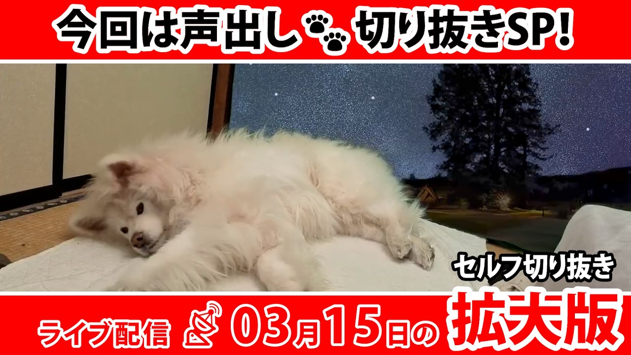 TikTokでシャドウバン？  深堀り＆振り返り！ ちょめの寝落ちライブ ダイジェスト｜わさお一家｜2026/03/15