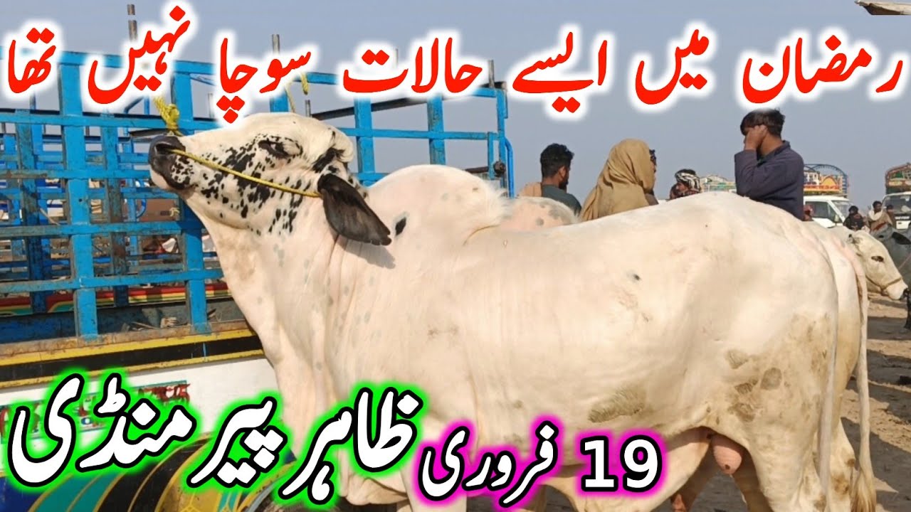 Zahir Pir Mandi 2026 | Cholistani Brahman Ablak Nukre Bachre | Zahir Pir Cow Mandi 2026 | Chand TV🔥