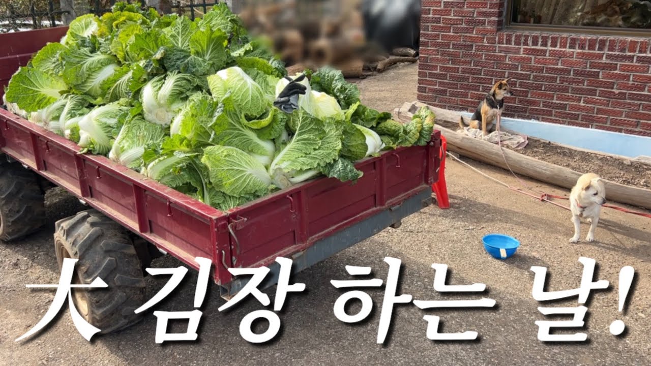 김장Vlog l 연중행사 김장 하는날 • 배추 수확부터 김장까지 • 김장 브이로그