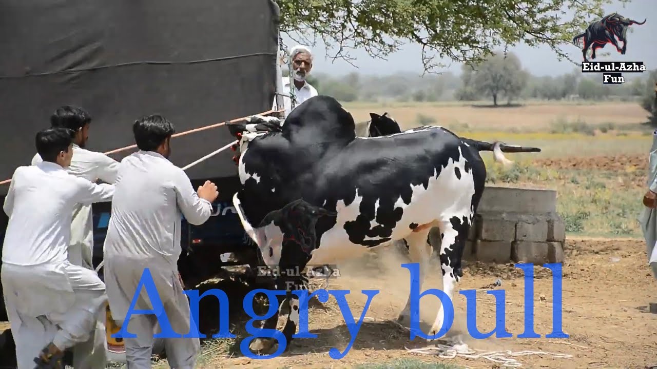 Angry Bull Unloading At Dera Molvi Safdar Mirwaal || Dand Khatra Gangawaliya || Eid ul Azha Fun