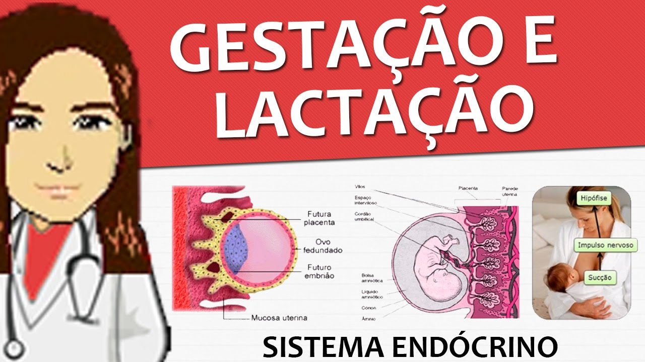 Sistema Endócrino 15 - Gestação e Lactação (Vídeo aula)