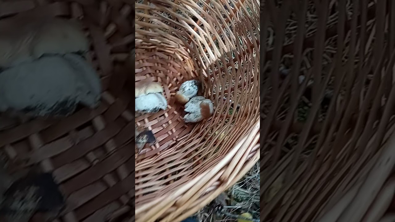 boletus Madrid  en canencia , funghi porcini