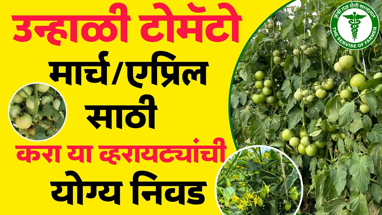 उन्हाळी टोमॅटो लागवडीसाठी करा या व्हरायटी ची निवड 🍅 मार्केटला चालतील फक्त या व्हरायटी🍅