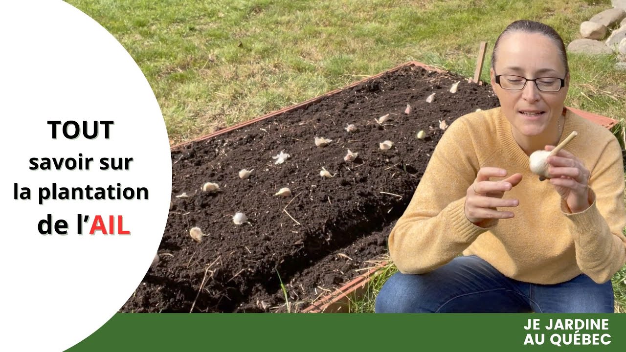 Comment planter l'ail blanc: tutoriel complet