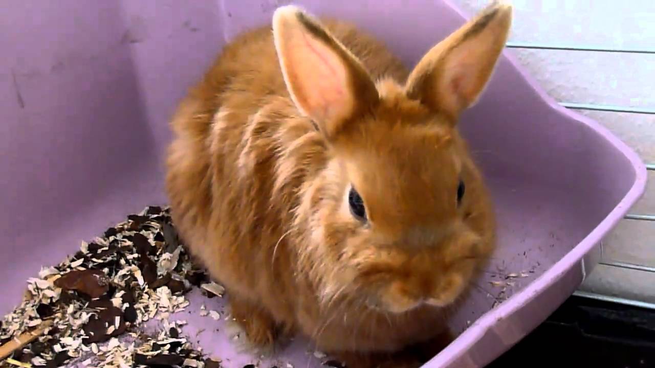 Video Test Panasonic ZX3