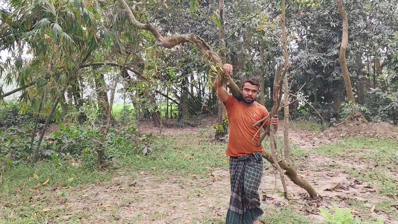 আজ ভাগ্য খুলে গেল আমার অনেক বড় গাছ পেয়ে গেলাম 