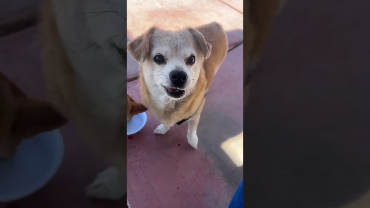 Cute Dog FOX & Ginger LIVE! 15 min #dogwalklive #dogwalk#cutedogs