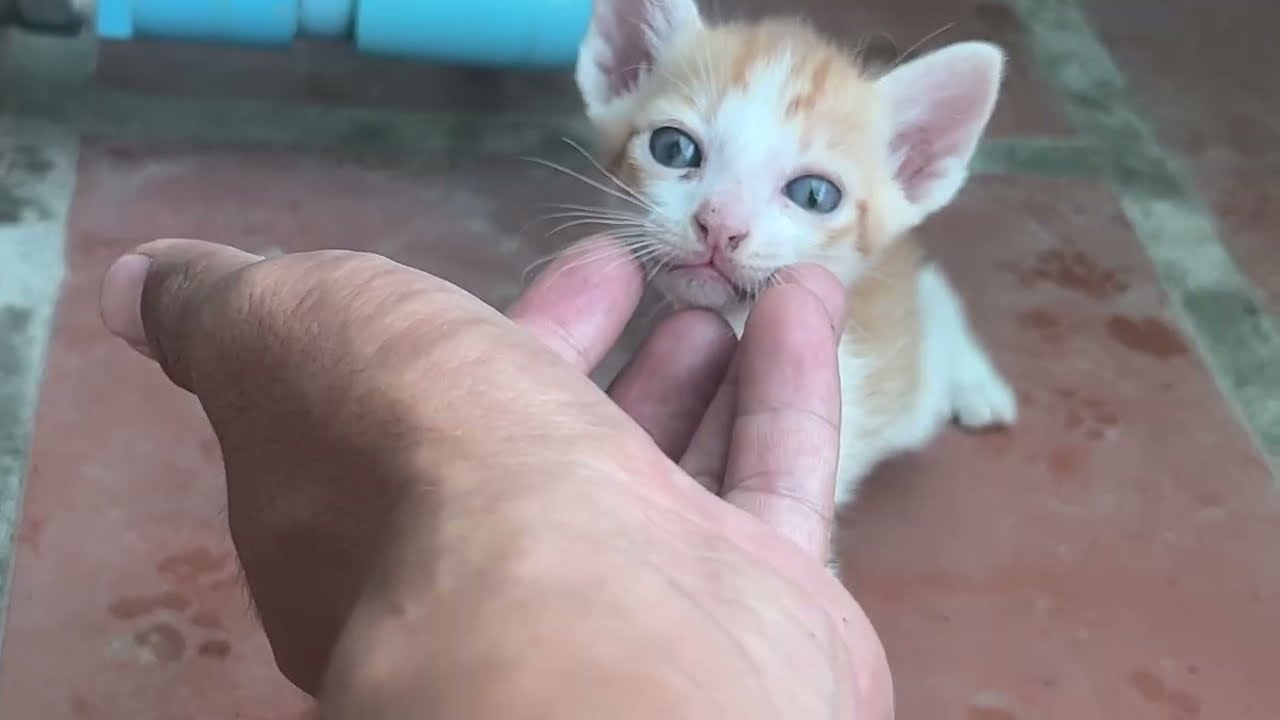 Family is warm then everything...#cat #adoptstrays #kitten #cutecat  @TheStrayCatsandKittens