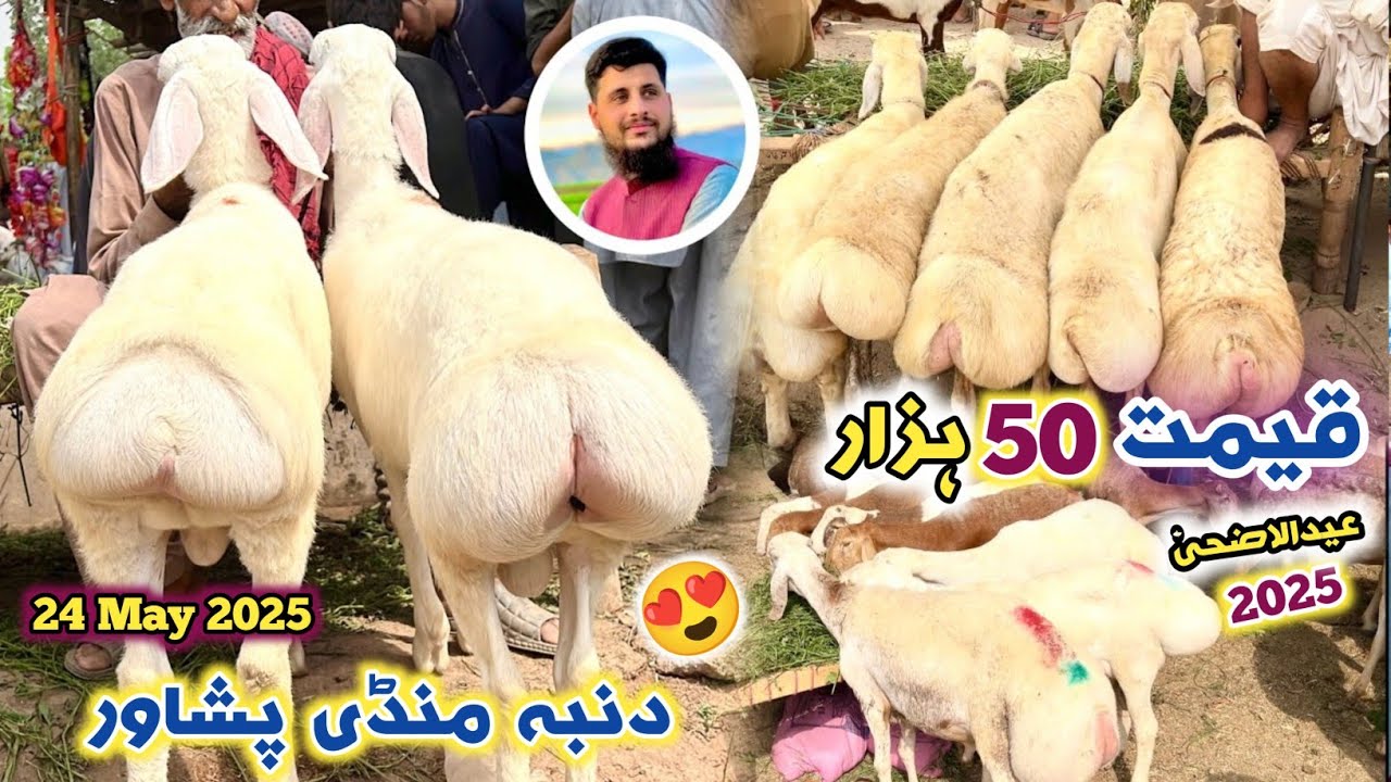 Dumba Mandi Peahawar New Updates Part 2 24/05/202 | Qurabni k liye Turkey watani Balkhi Sheep Price
