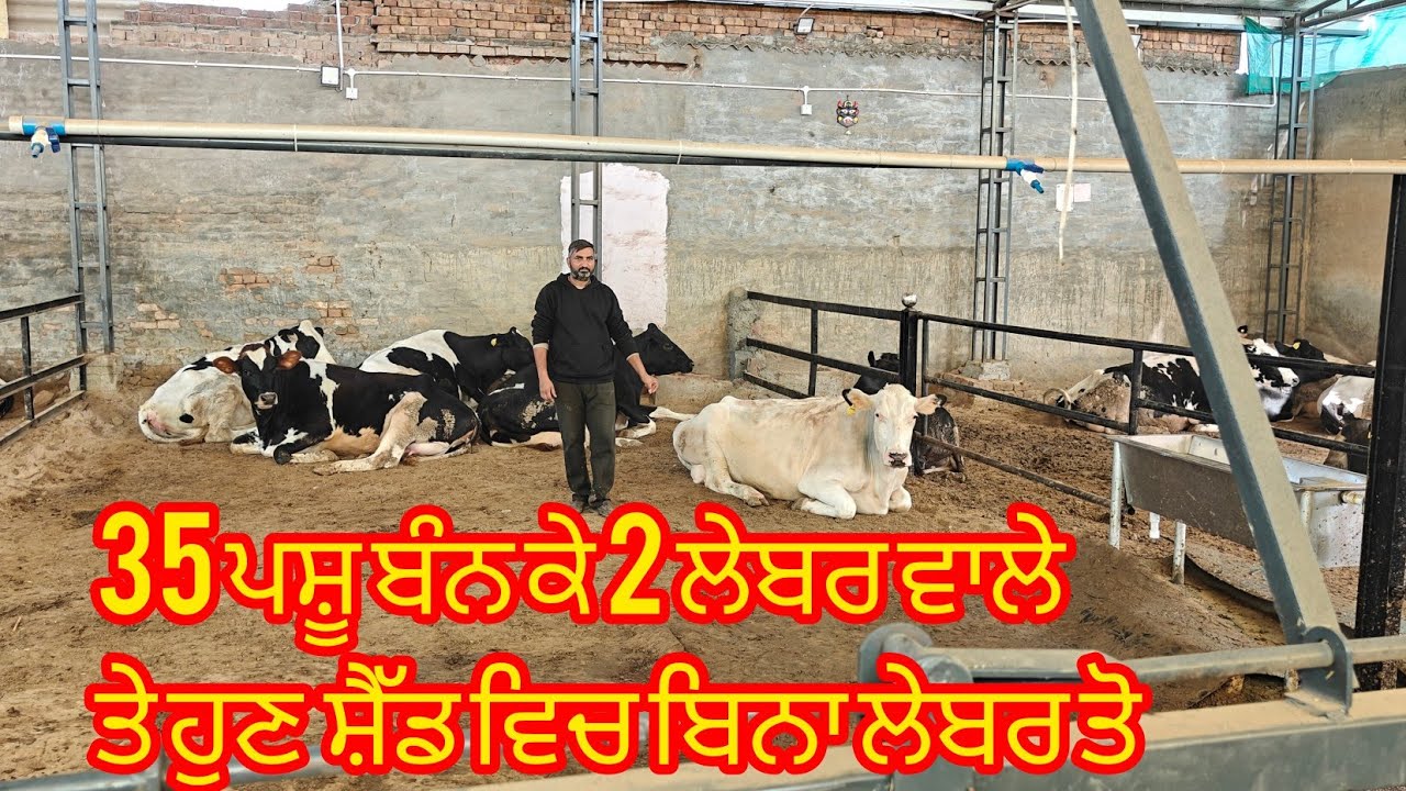 35 ਪਸ਼ੂ ਬੰਨ ਕੇ ਰੱਖਣ ਤੇ ਖੁੱਲੇ ਸ਼ੈੱਡ ਵਿਚ ਕੀ ਫ਼ਰਕ ਪੈਂਦਾ ਆਜੋ ਦੇਖਦੇ ਹਾਂ