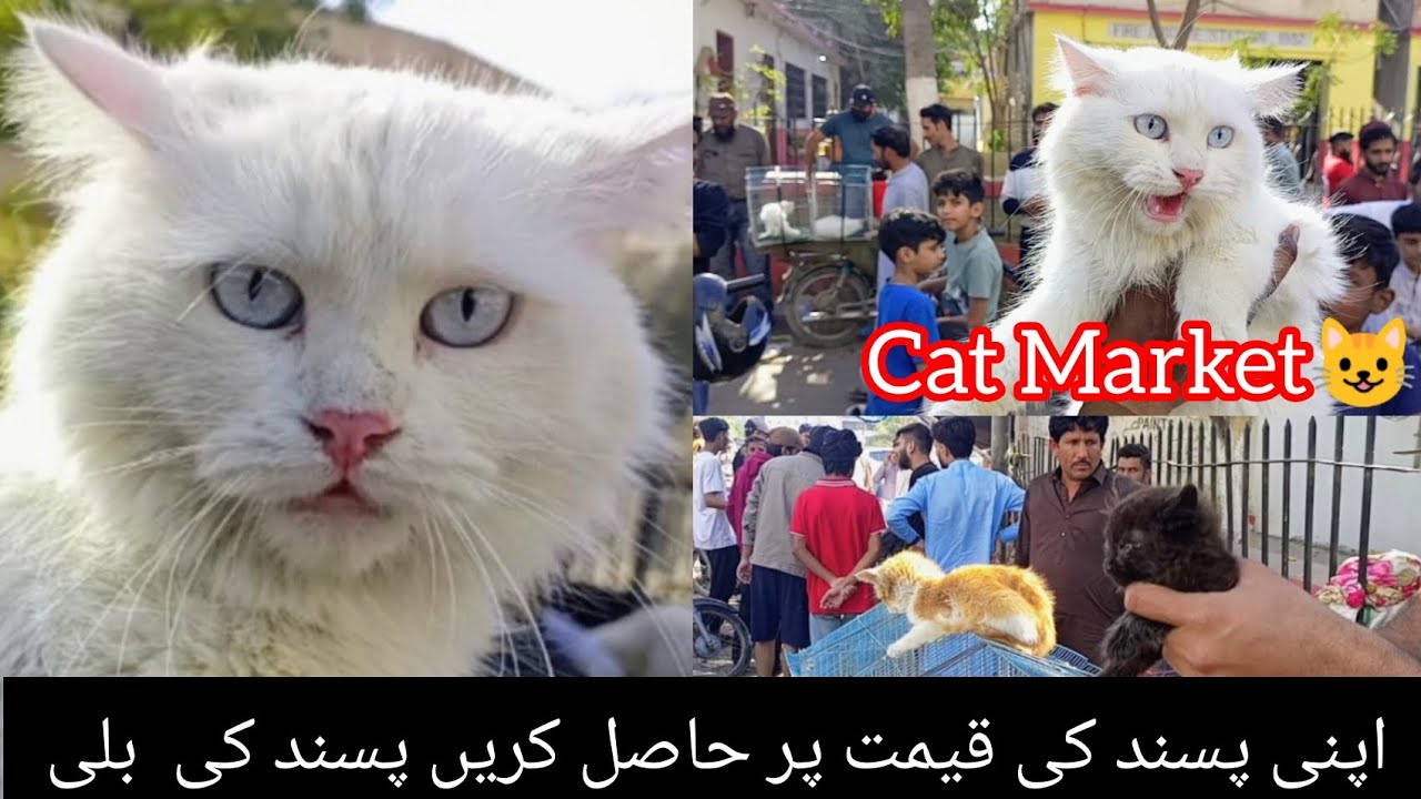 Cat Market Tour 2026 🐱 | Kitten Prices, Breeds & Full Market Review | #babapetsinfo