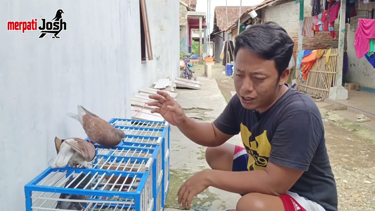 CARA MERPATI CEPAT BERTELUR