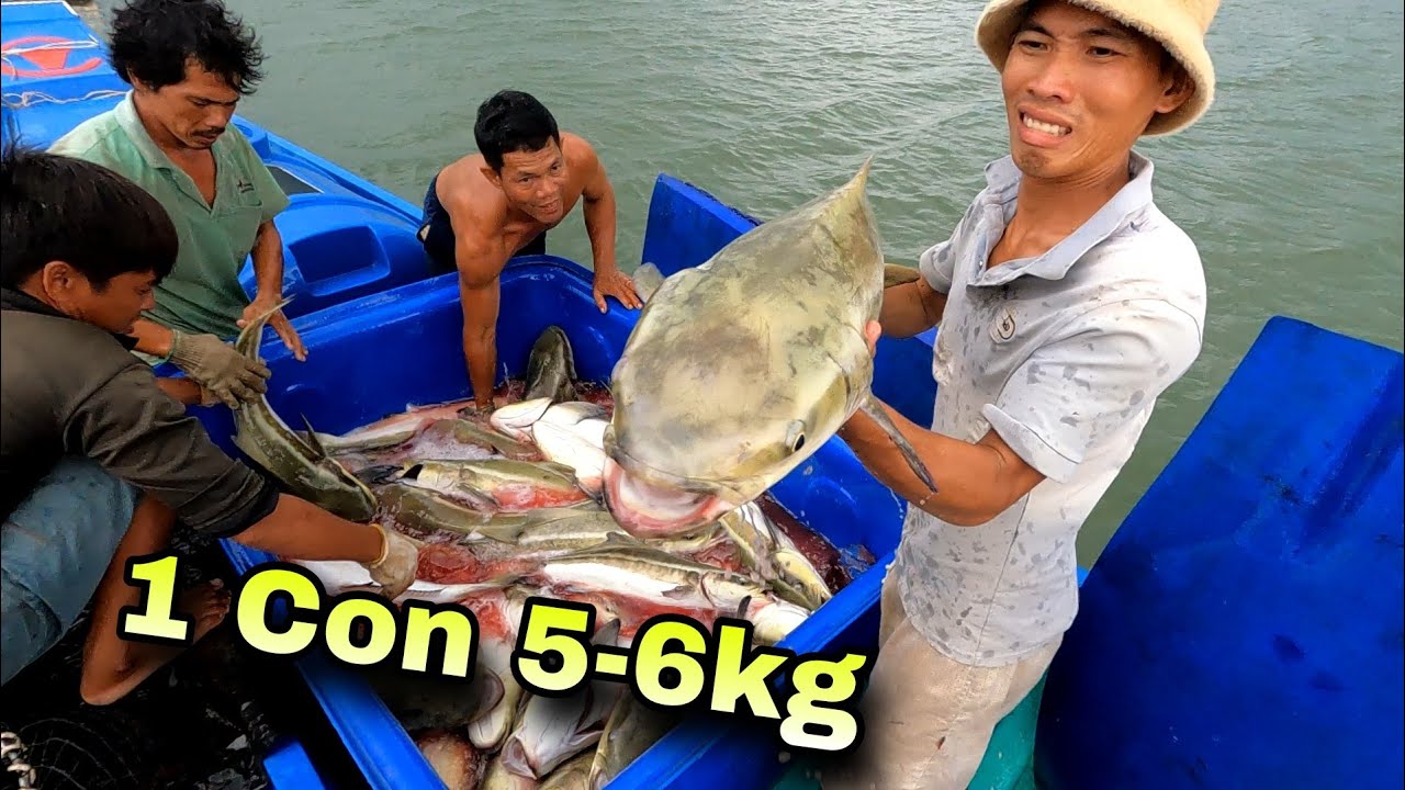 Thu Hoạch Cá Bóp con nào con nấy bự chảng | GĐCG #770