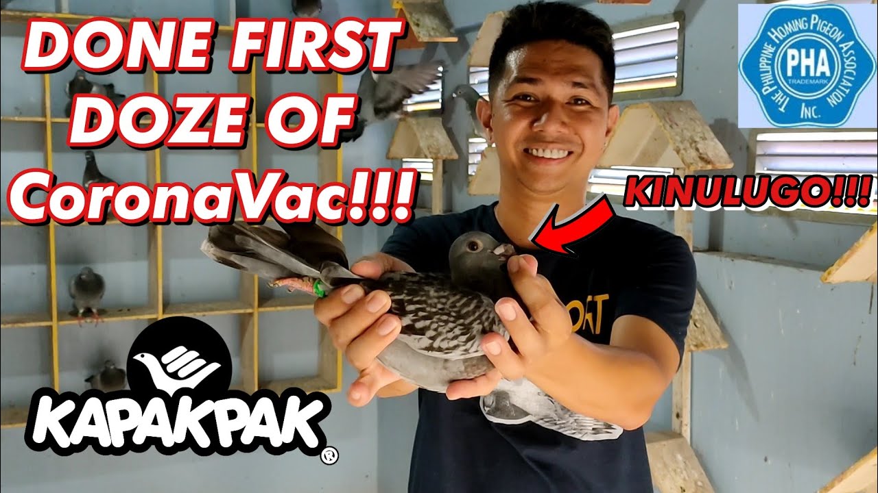 NAG BAKUNA KAMI NG 3n1 PARA SA MGA ALAGA NAMING KALAPATI!!!